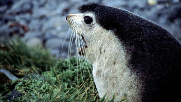 The Subantarctic fur seal lives on islands in the Southern Ocean. Photo: Greg Hofmeyr
