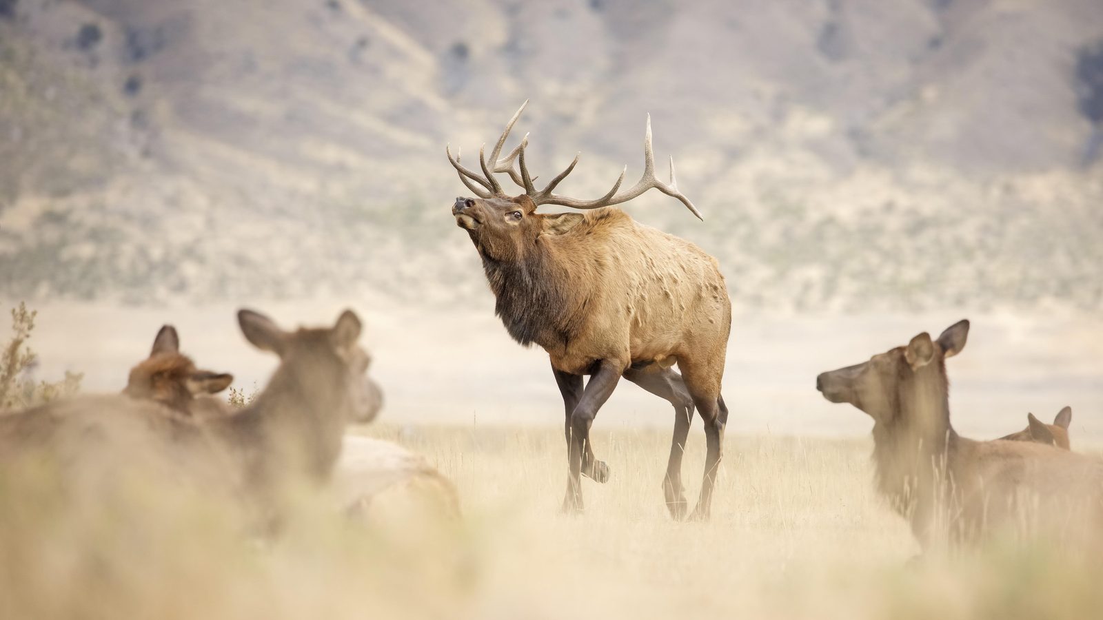 male elk with antlers walking in front of female elk