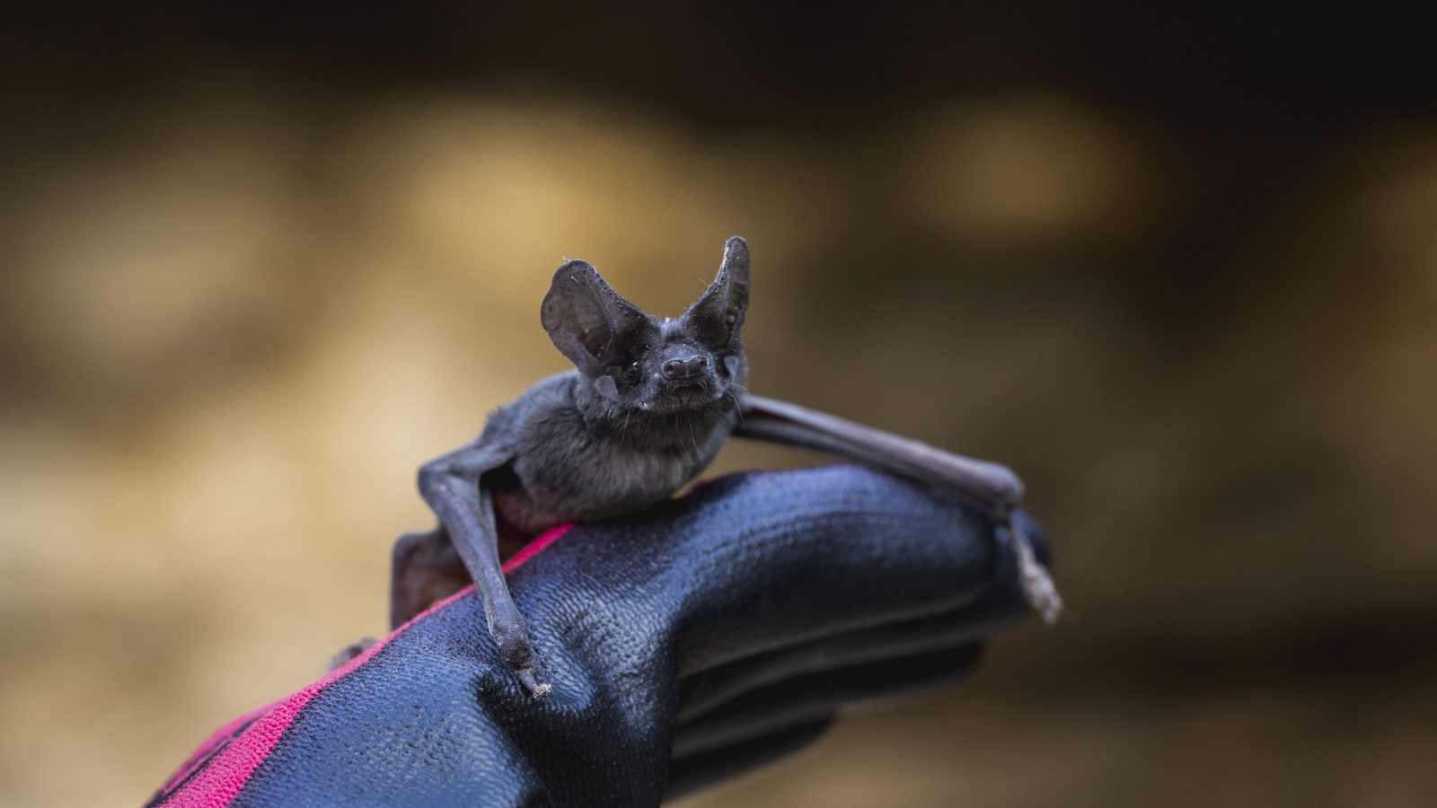 Meet The World's 10 Coolest Bats