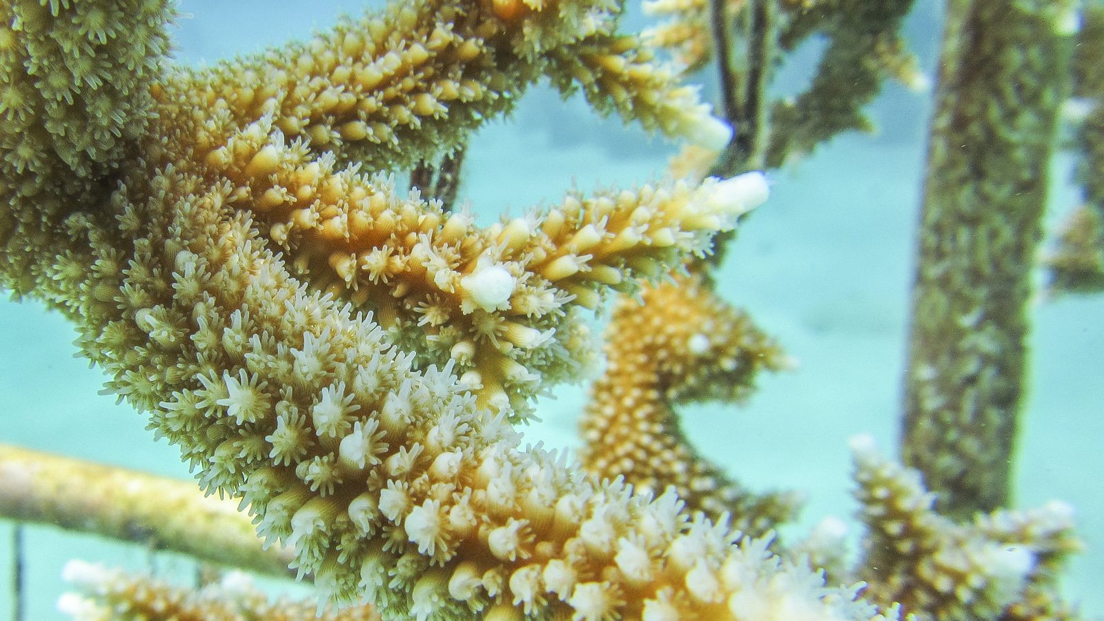 Staghorn coral polyps, A close-up of staghorn coral polyps …