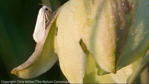 The yucca moth (Tegeticulla yuccasella) on soapweed yucca at The Nature Conservancy's Niobrara Valley Preserve in north-central Nebraska.