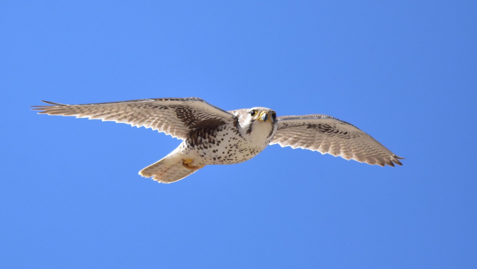 falcon soaring against the sky