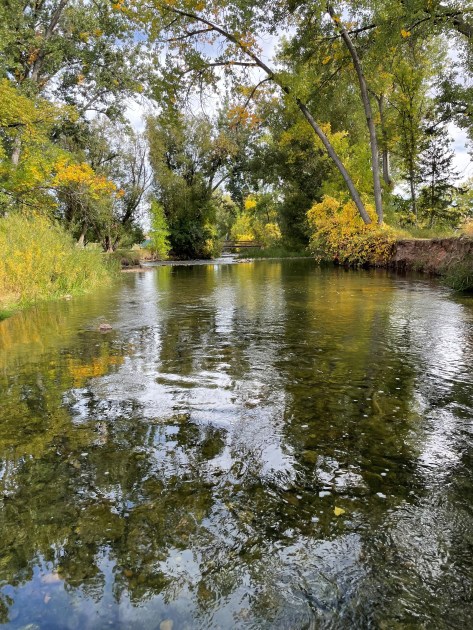 stream bordered by trees