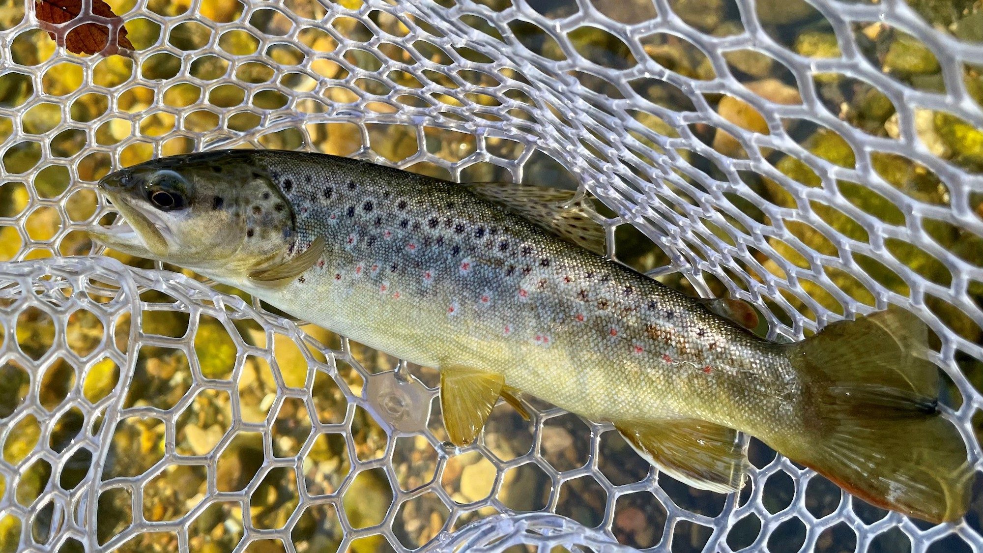 trout fish in a net