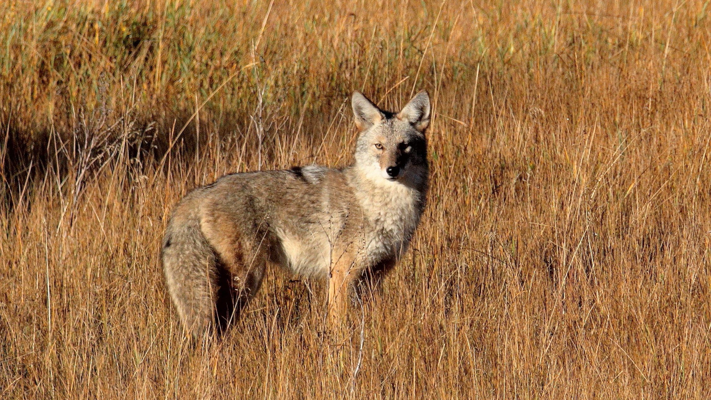 a coyote standing in long brown grass looking at the camera