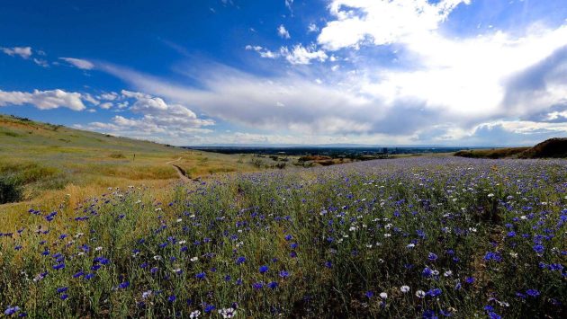 blue sky, green hills with wildflowers