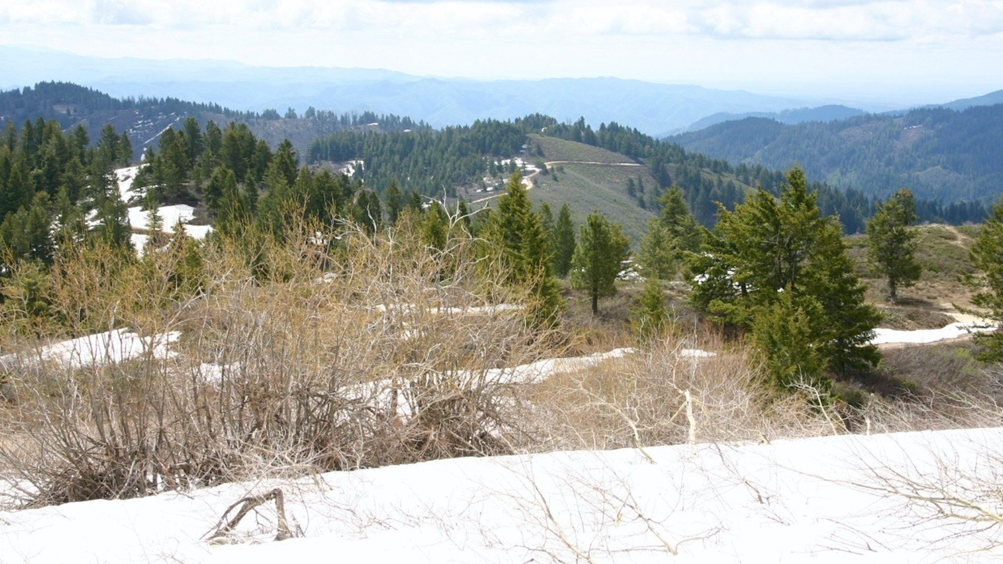 forest and hills covered in snow