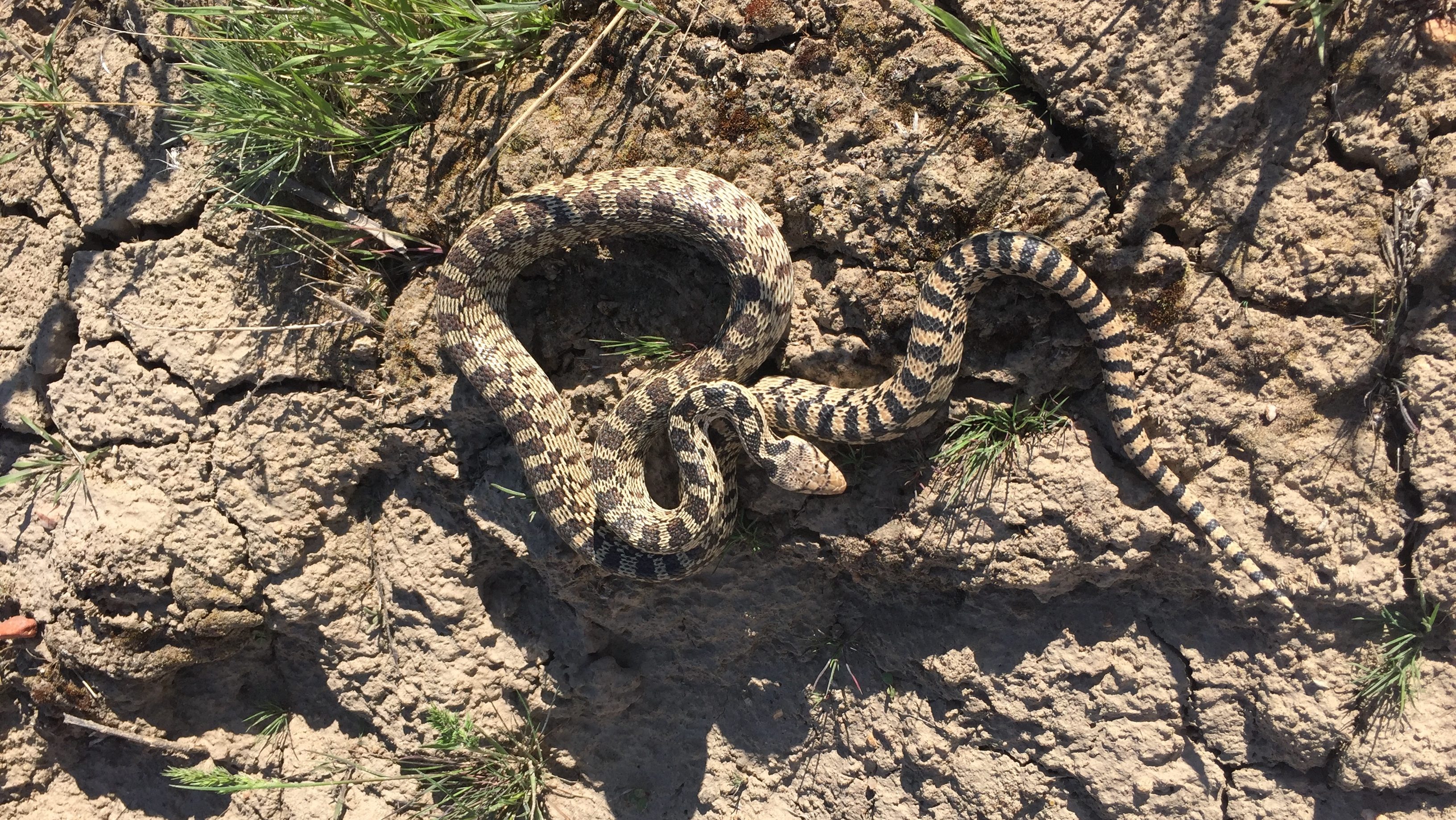 a gopher snake on the ground