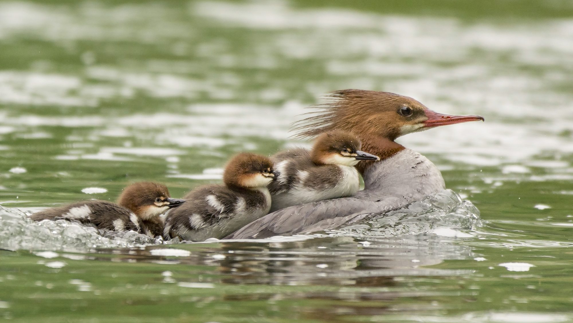 waterfowl with ducklings on it's back