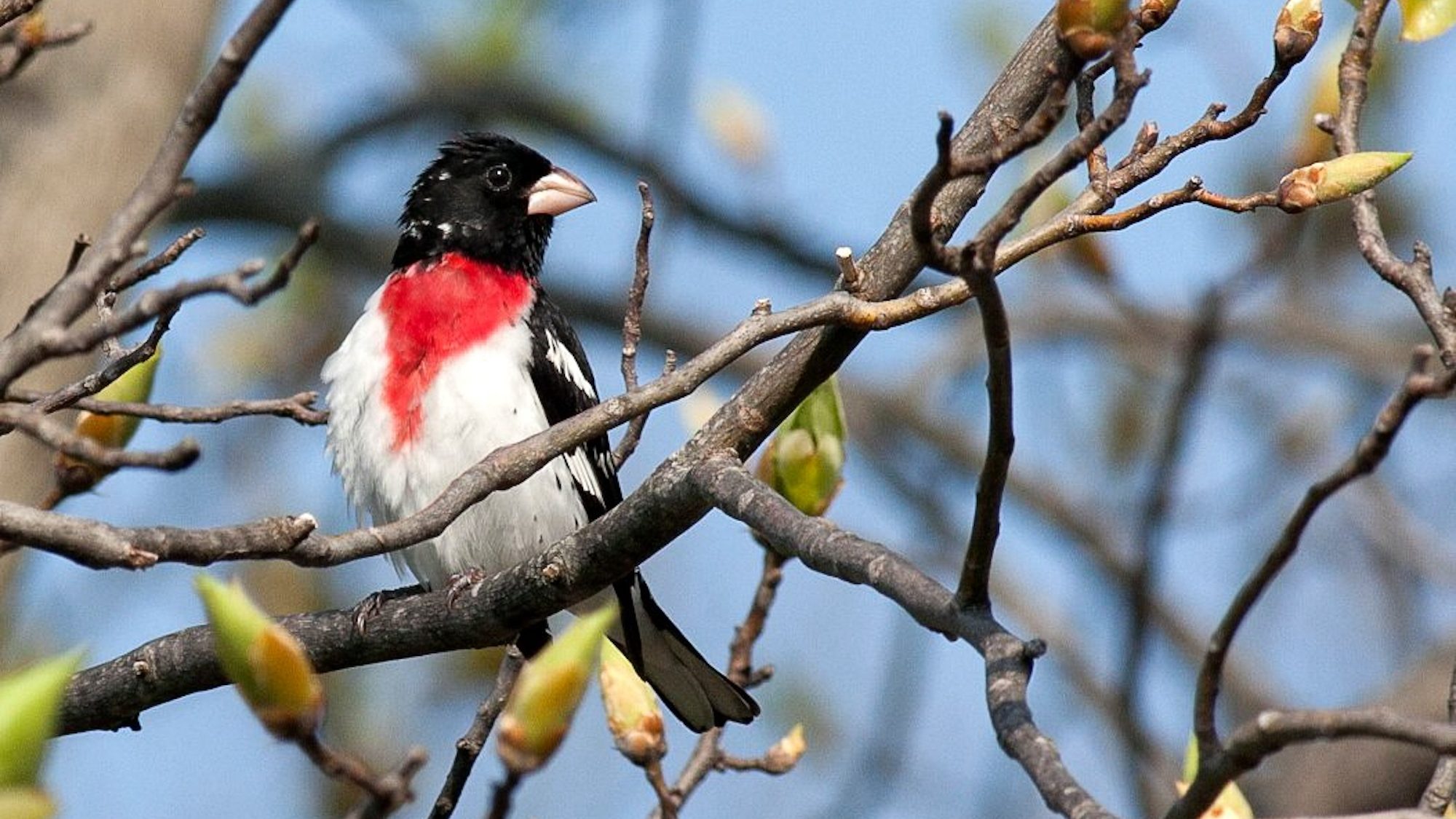 black, red and white bird on branch with spring buds