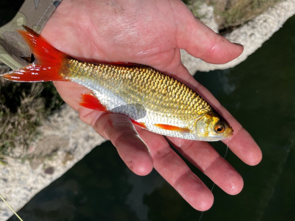 hand holding a golden fish with red fins