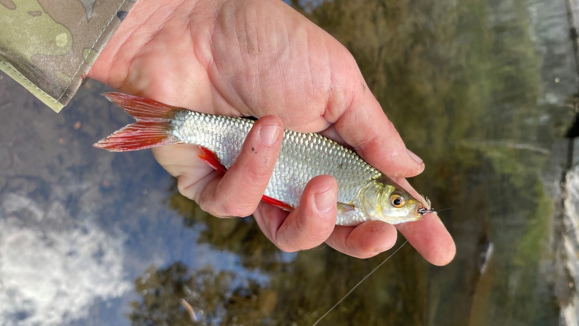 hand holding a fish with red fins over the water