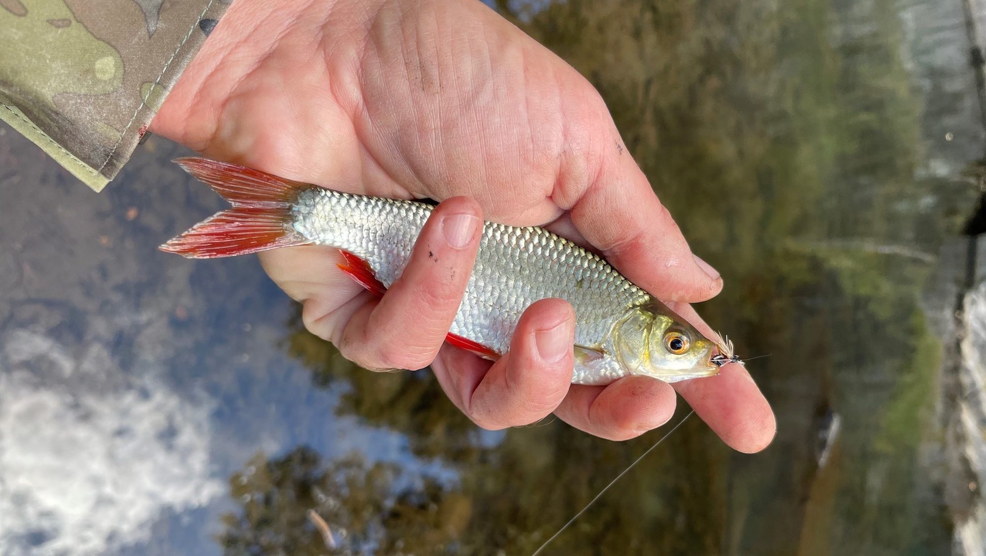 Fish in a Bucket, Bucket Full of Fish, Fishing. Roaches in a