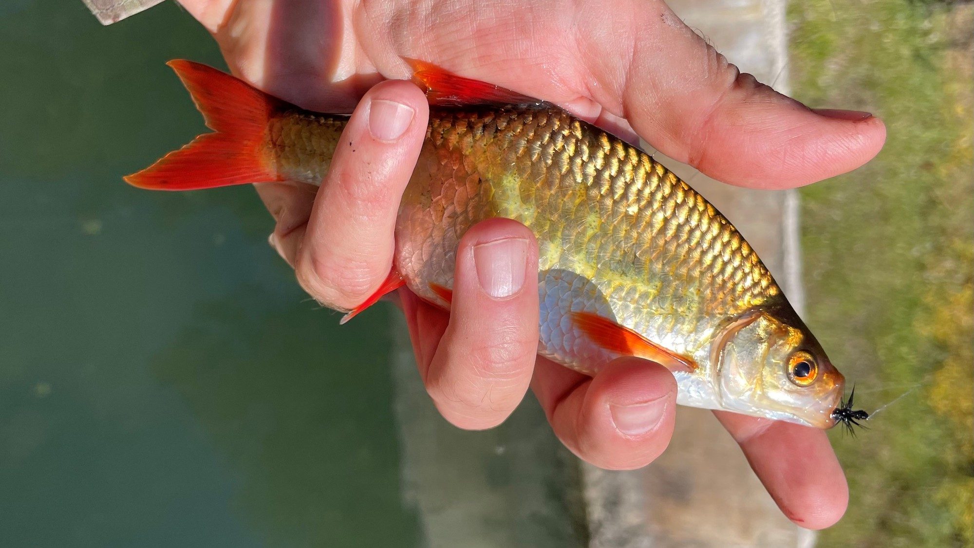 Fish in a Bucket, Bucket Full of Fish, Fishing. Roaches in a