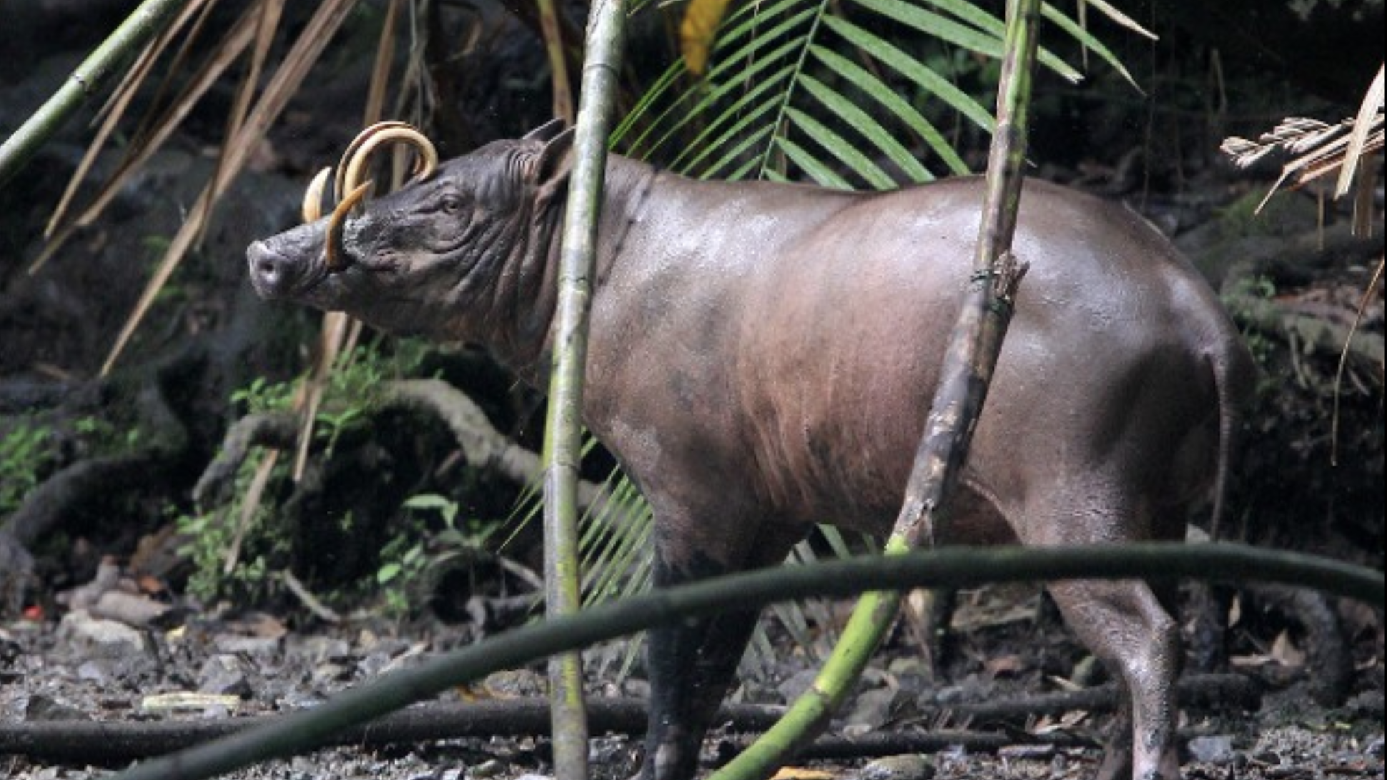 a large babirusa with curved horns in the forest