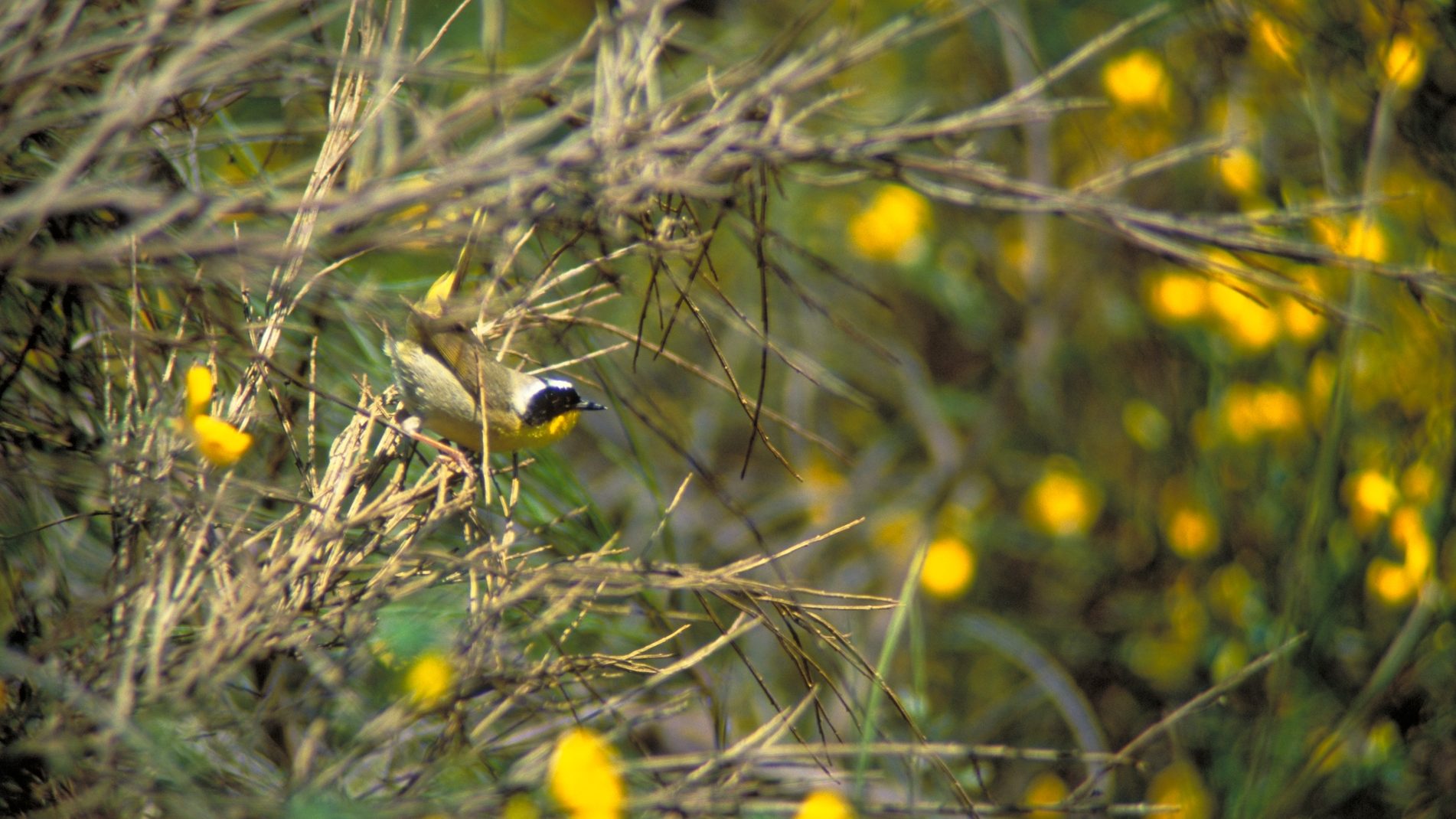 black and yellow bird in the bushes