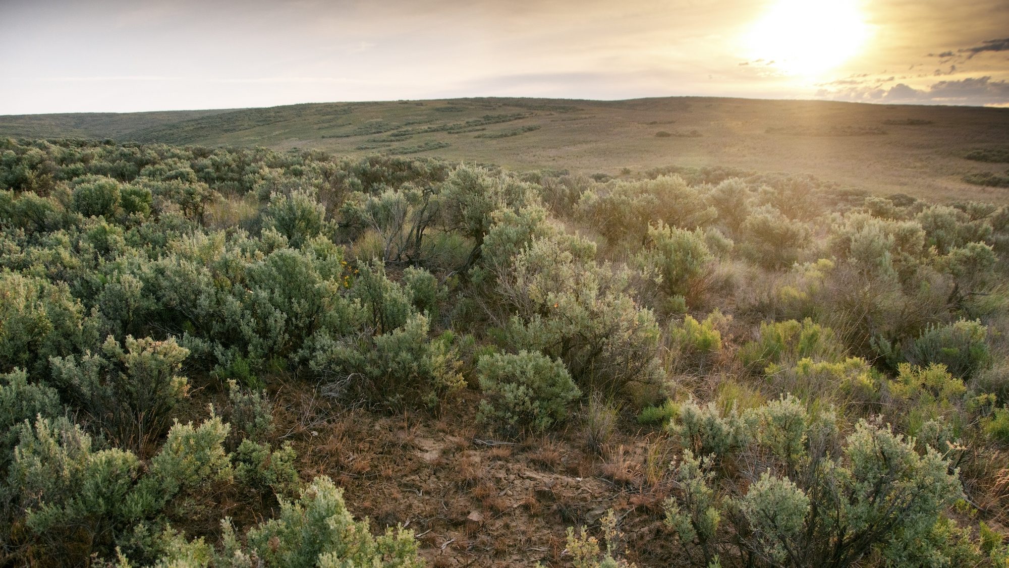 sagebrush against a setting sun