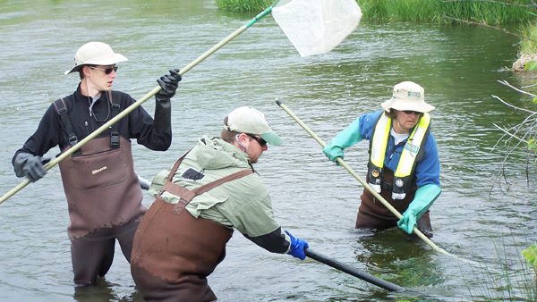Preserve interns assist biologists in electrofishing Silver Creek. Matt Miller/TNC