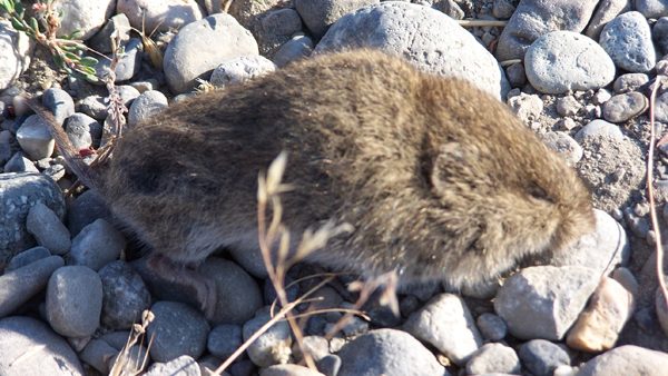 The montane vole. Or, if you're a coyote or long-eared owl or brown trout: dinner. Matt Miller/TNC