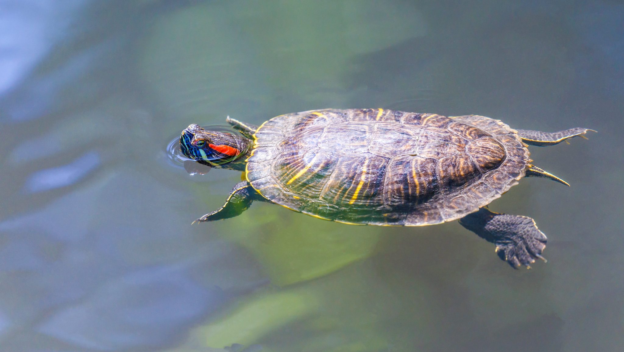 turtle with red markings on it's neck floating on the water