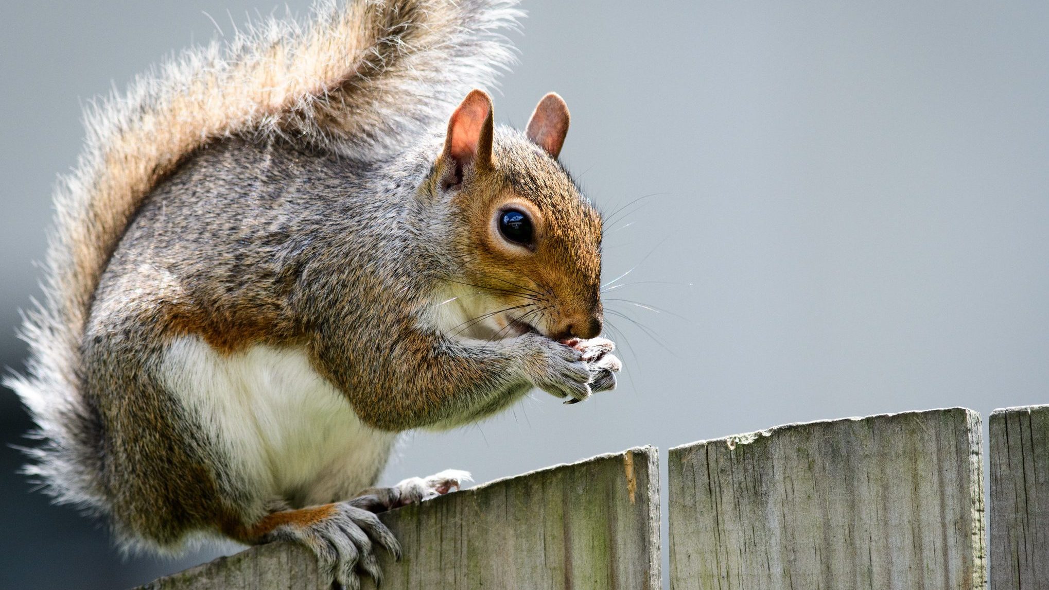 squirrel sitting on a fence eating something