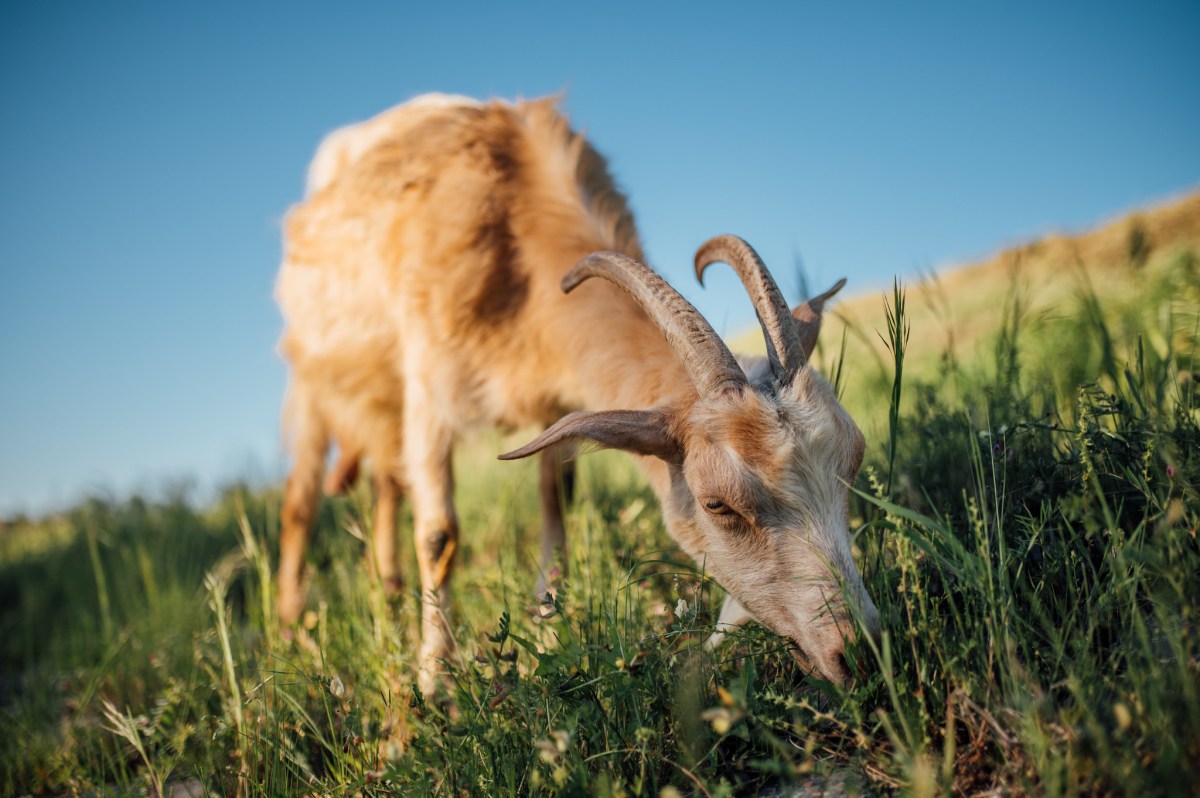 goat bending down to eat grass