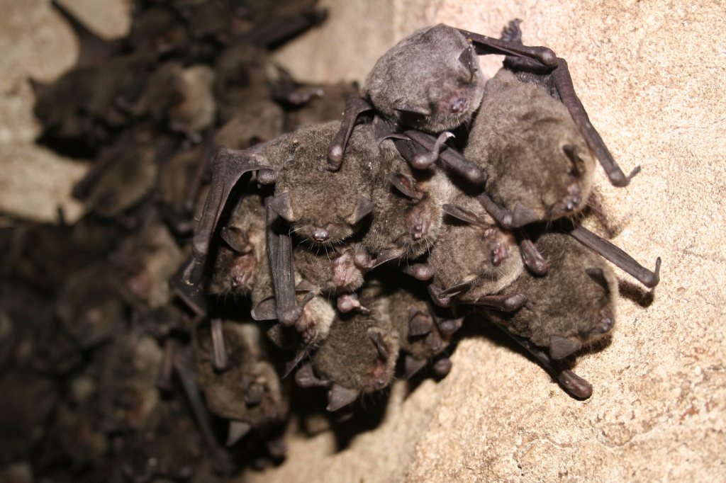 small brown bats huddled together against a rock