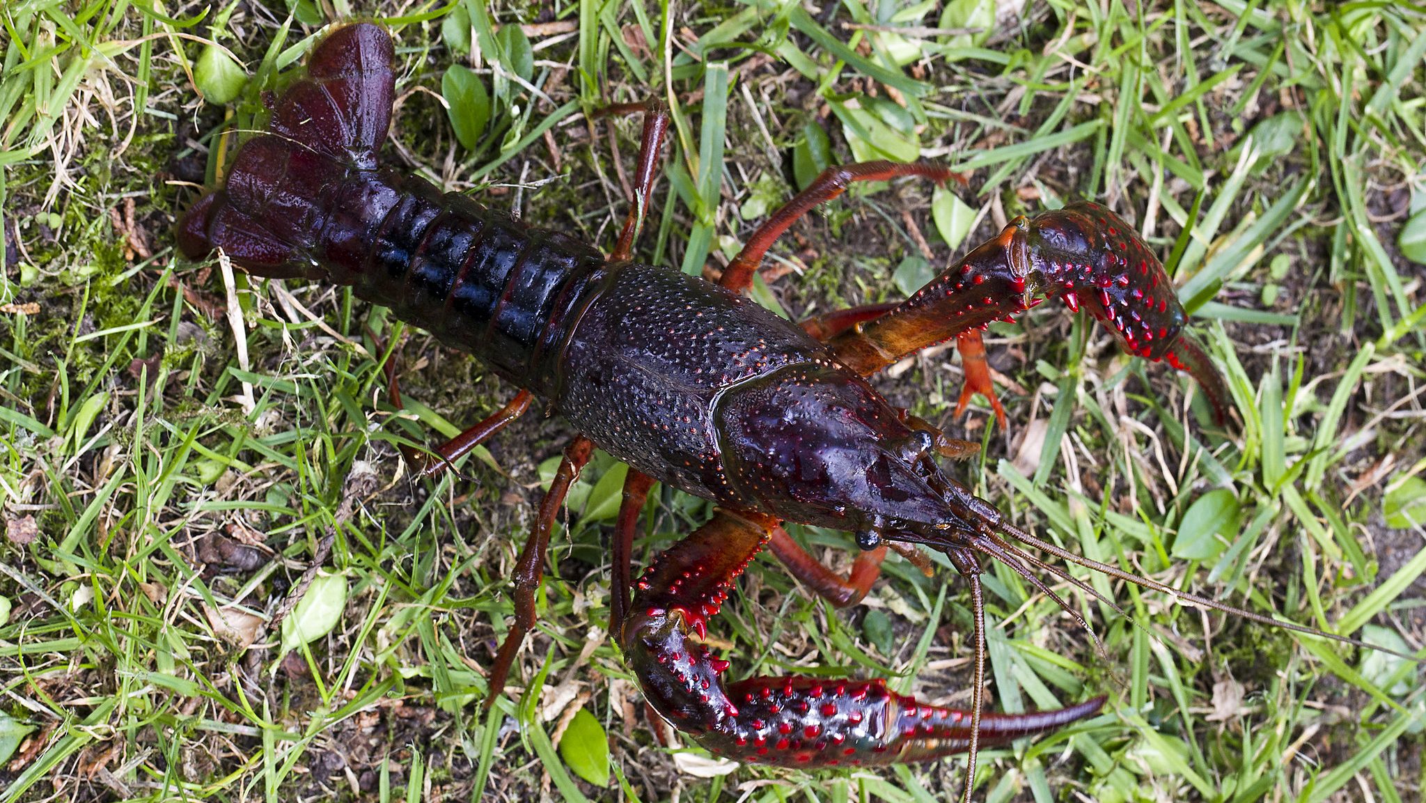 red crayfish on grass