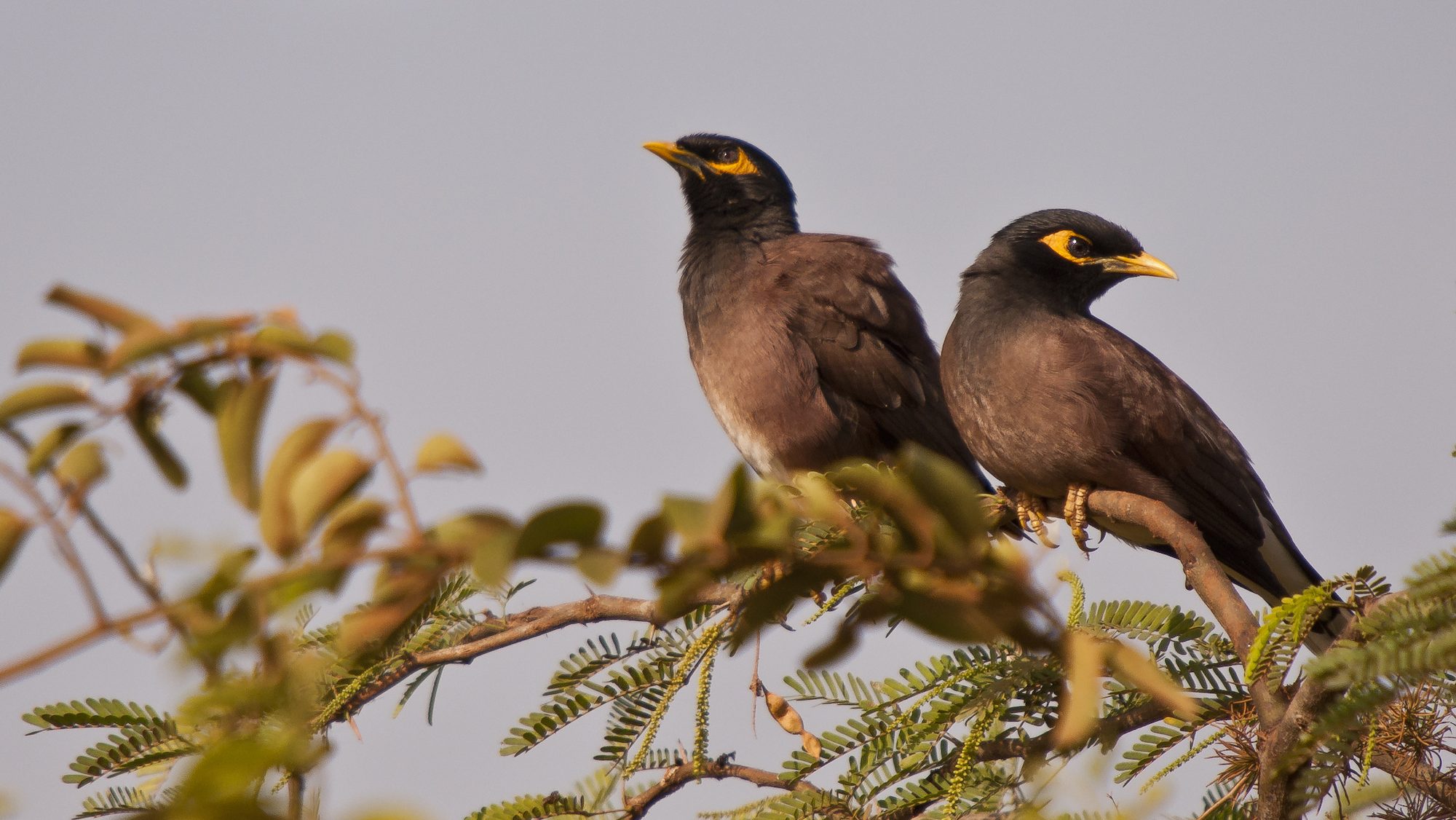 two black and yellow birds perched in a tree