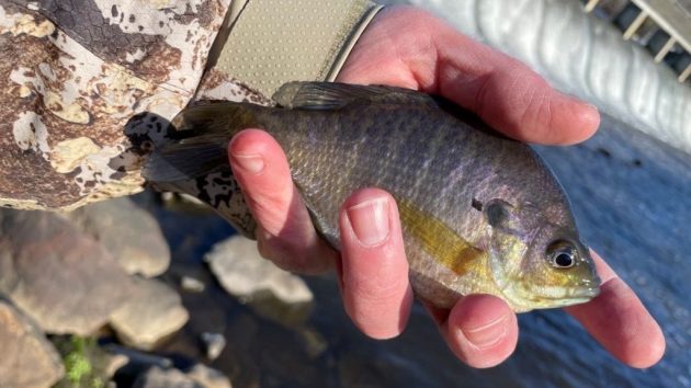 Spring Bluegill Fishing a Favorite Pastime - Conservation