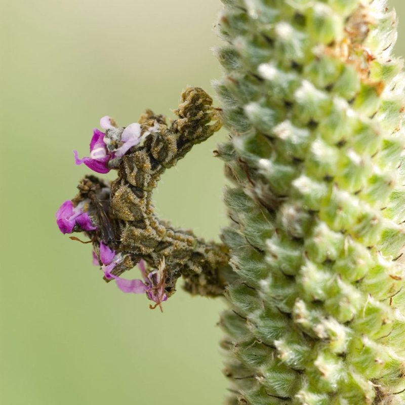 The Camouflaged Looper Makes Its Own Flower “Costume”