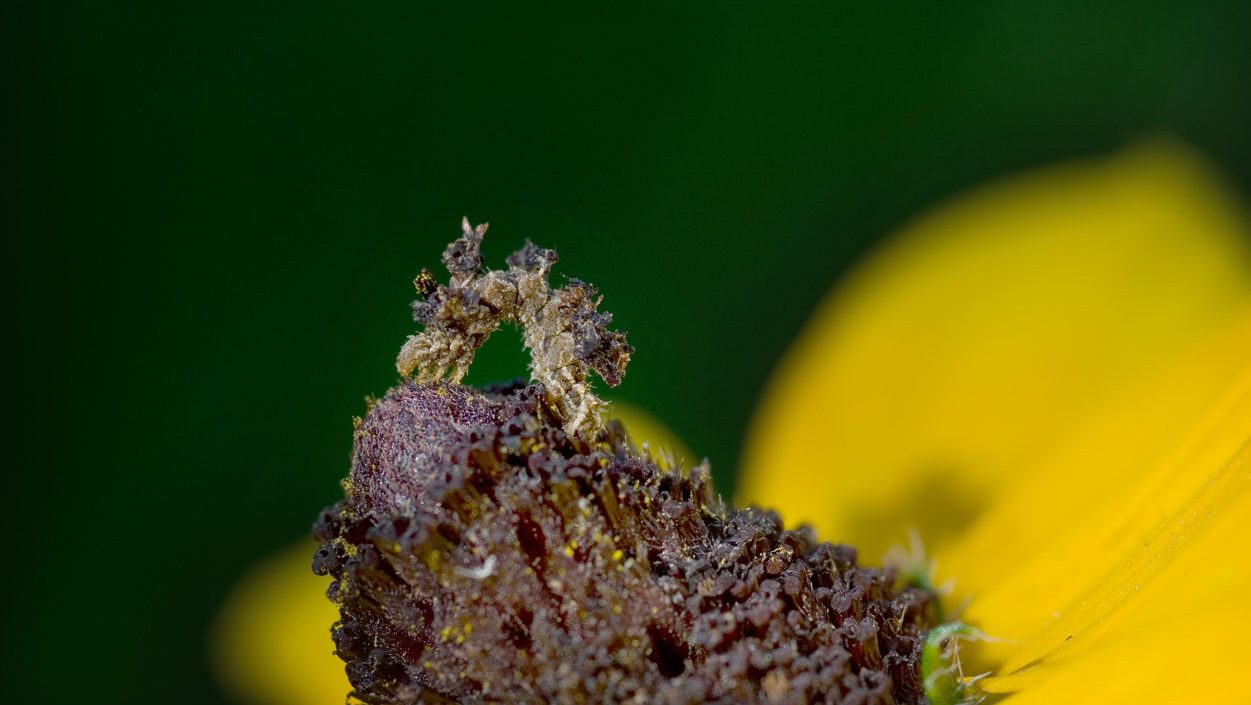 The Camouflaged Looper Makes Its Own Flower “Costume”