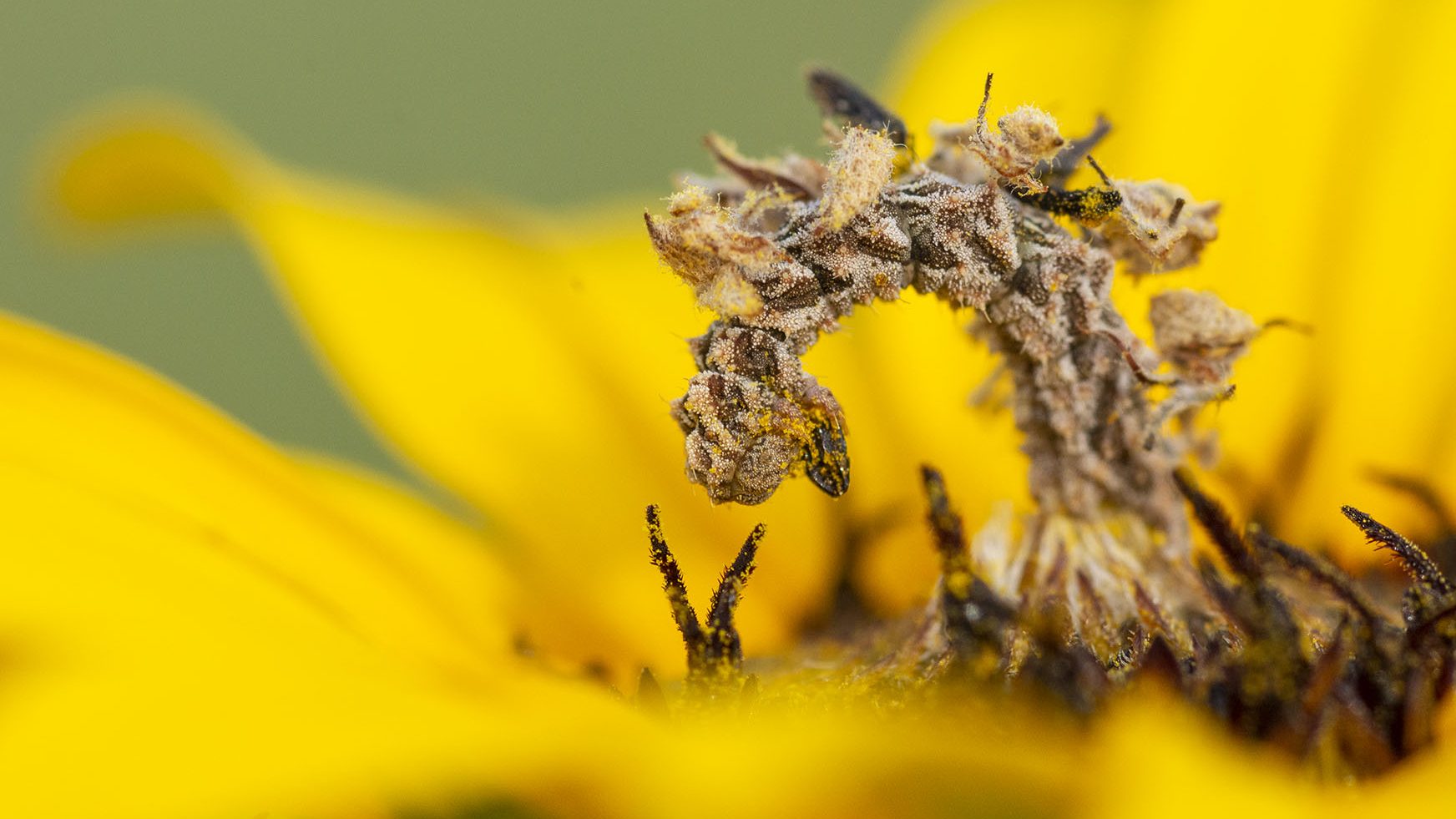 The Camouflaged Looper Makes Its Own Flower Costume