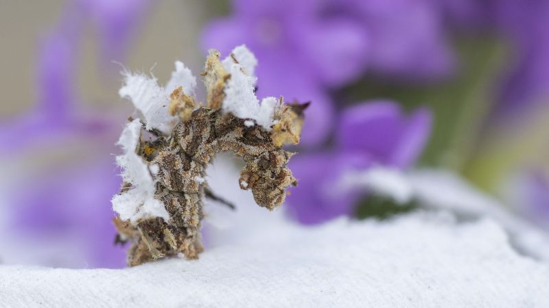 The Camouflaged Looper Makes Its Own Flower “Costume”