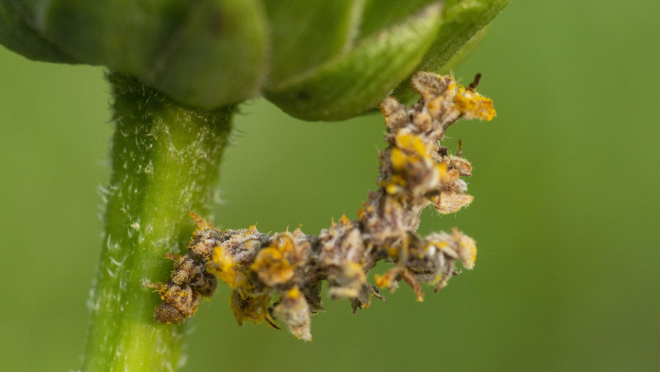 The Camouflaged Looper Makes Its Own Flower Costume