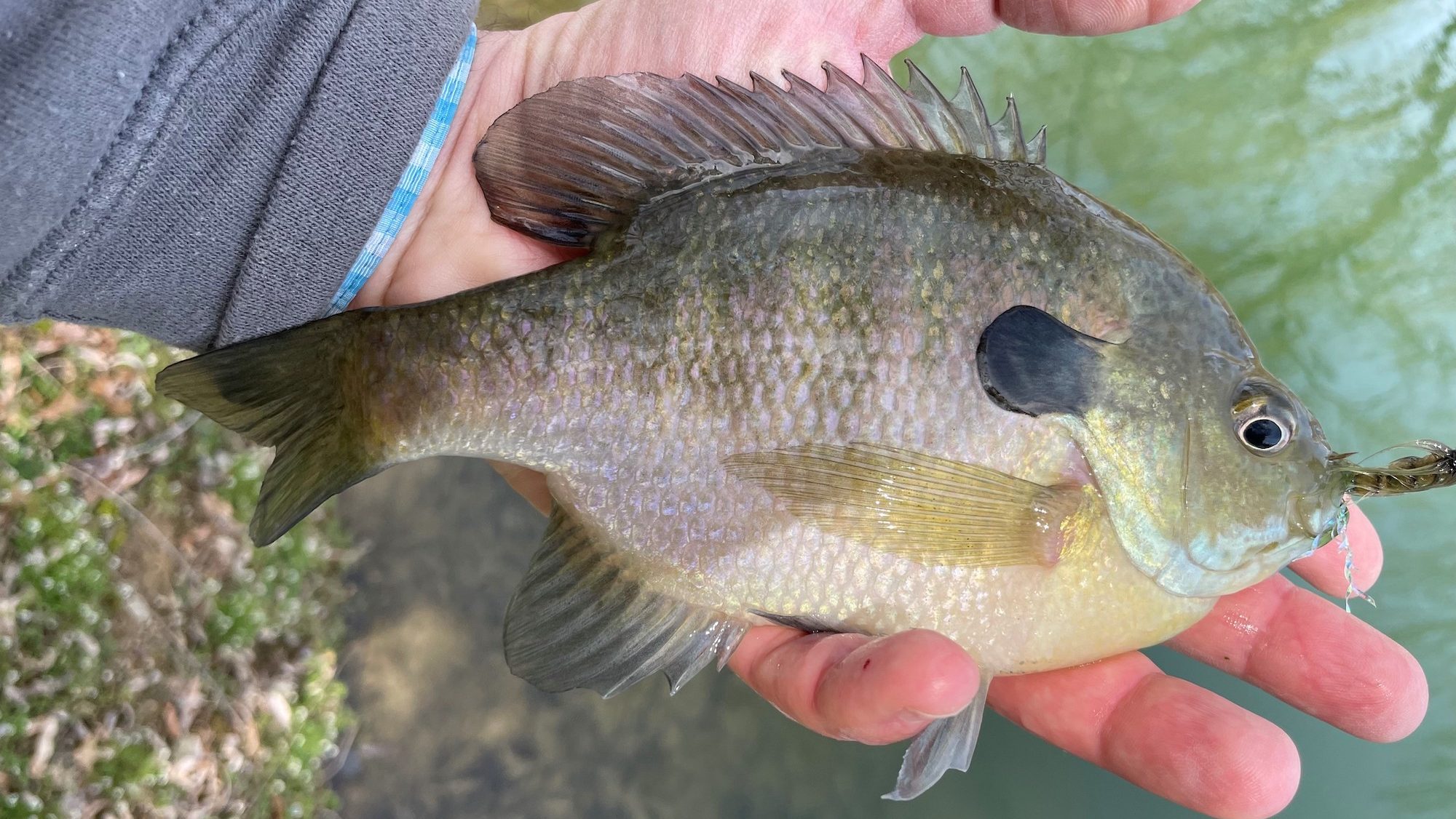 Redbreast Sunfish vs Bluegill - Know These Differences! • Panfish Nation