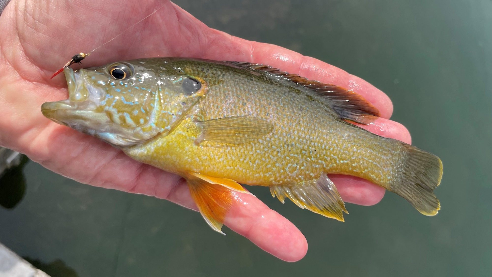 a man's hand holding a fish