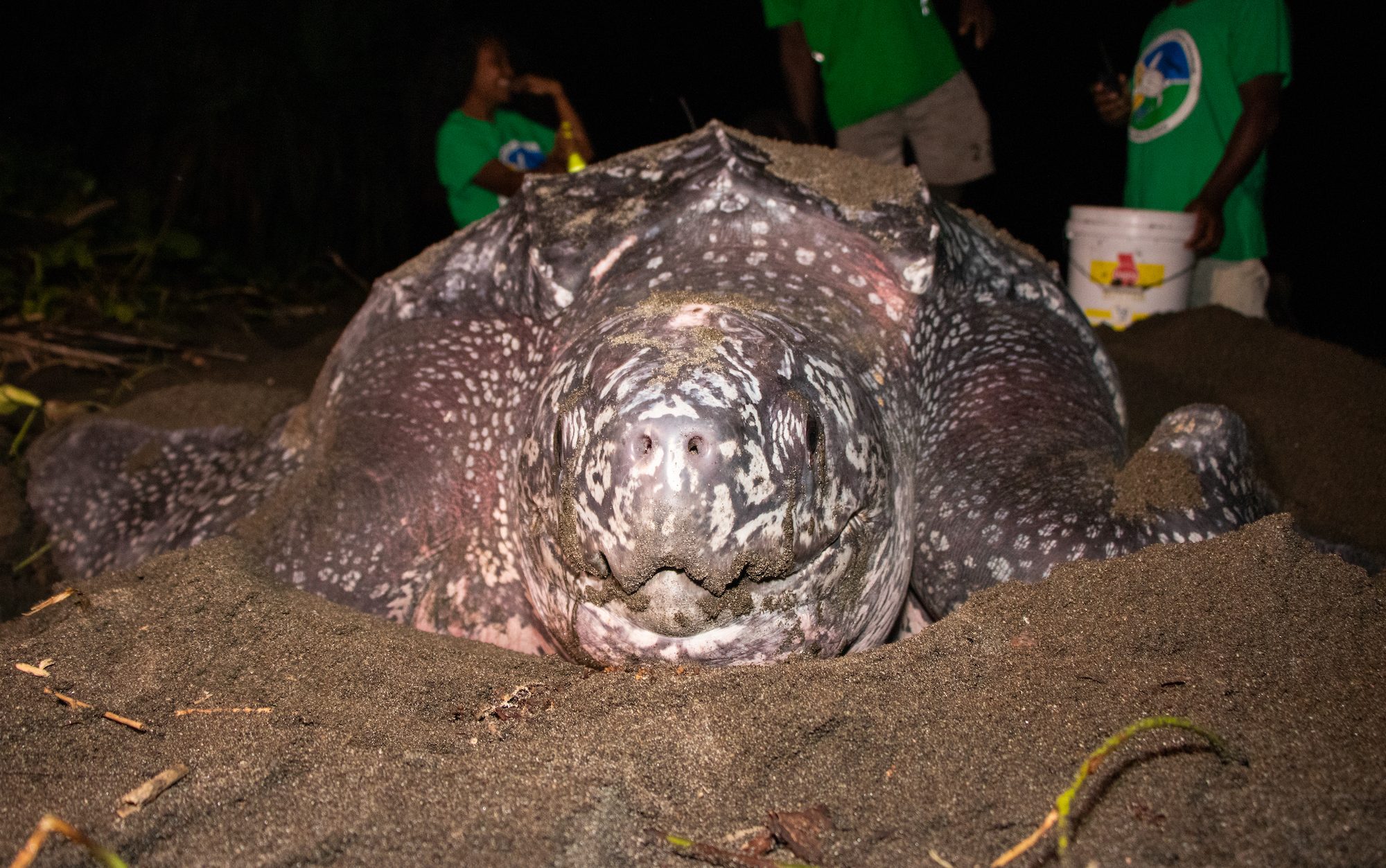 close up of a leatherback turtle on the sand