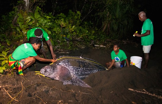 rangers stretching a tape measure across a turtle's shell