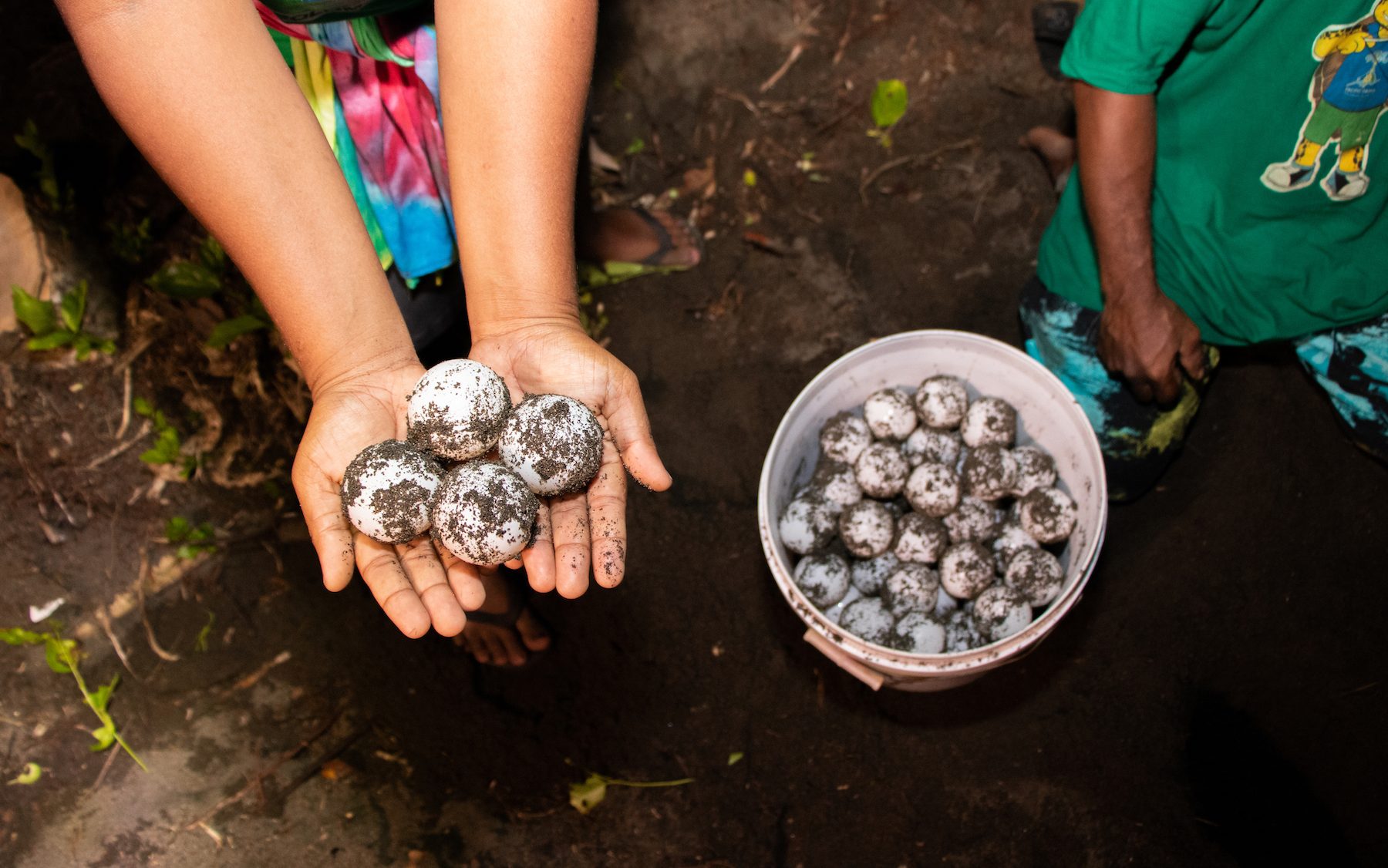 a woman's hands holding four turtle eggs with a bucket filled with eggs in the background