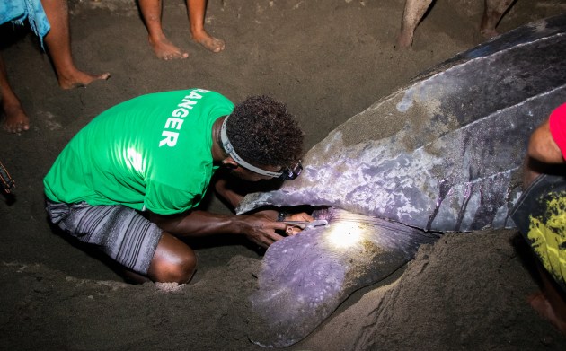 a man crouching down behind a turtle holding it's flipper