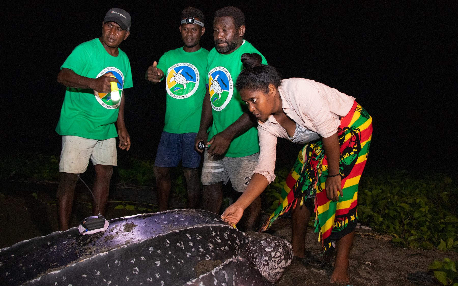 woman with a measuring tape stretched across a turtle, with three men in the background