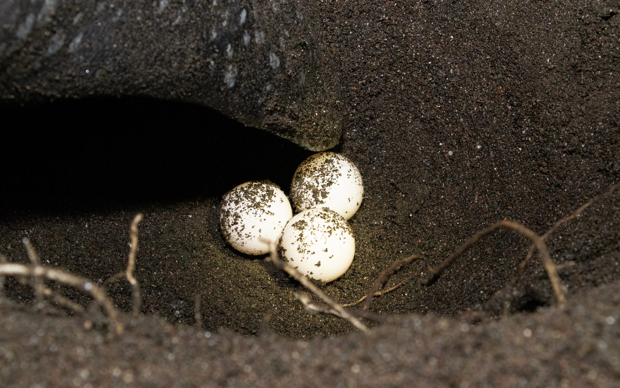 three white eggs against blacks sand