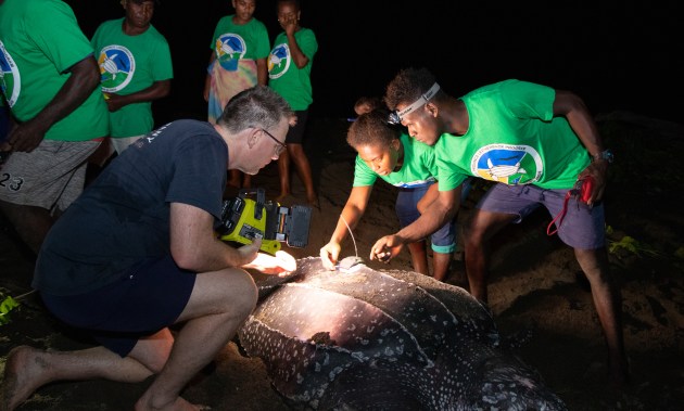 three people looking at the tag on the turtle's back with flashlights