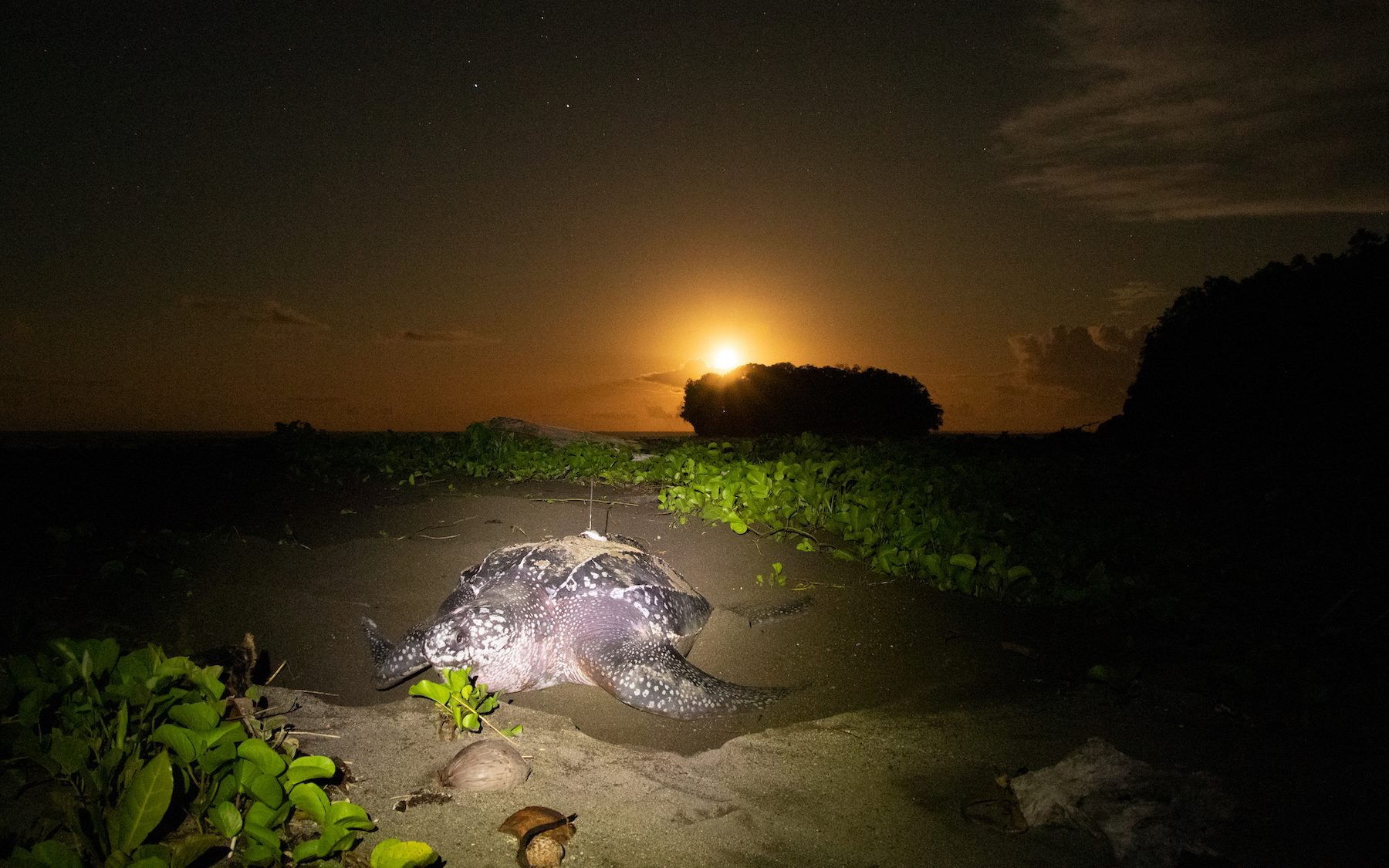 a sea turtle on the beach with the moon rising in the background
