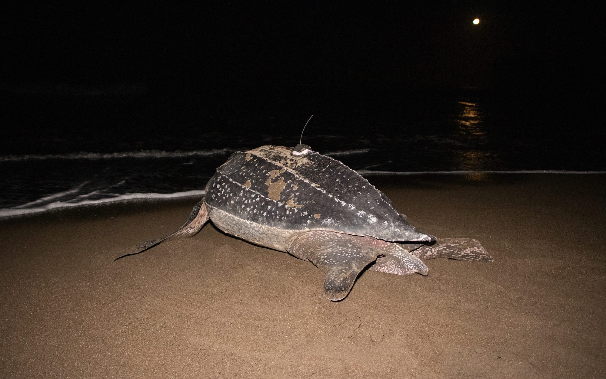 turtle on the beach near the water's edge