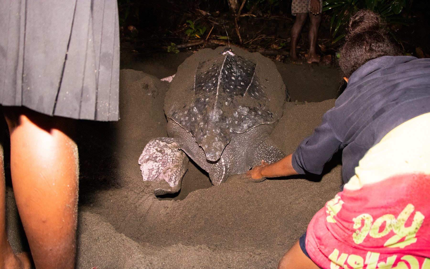 the back end of a turtle with a woman on either side