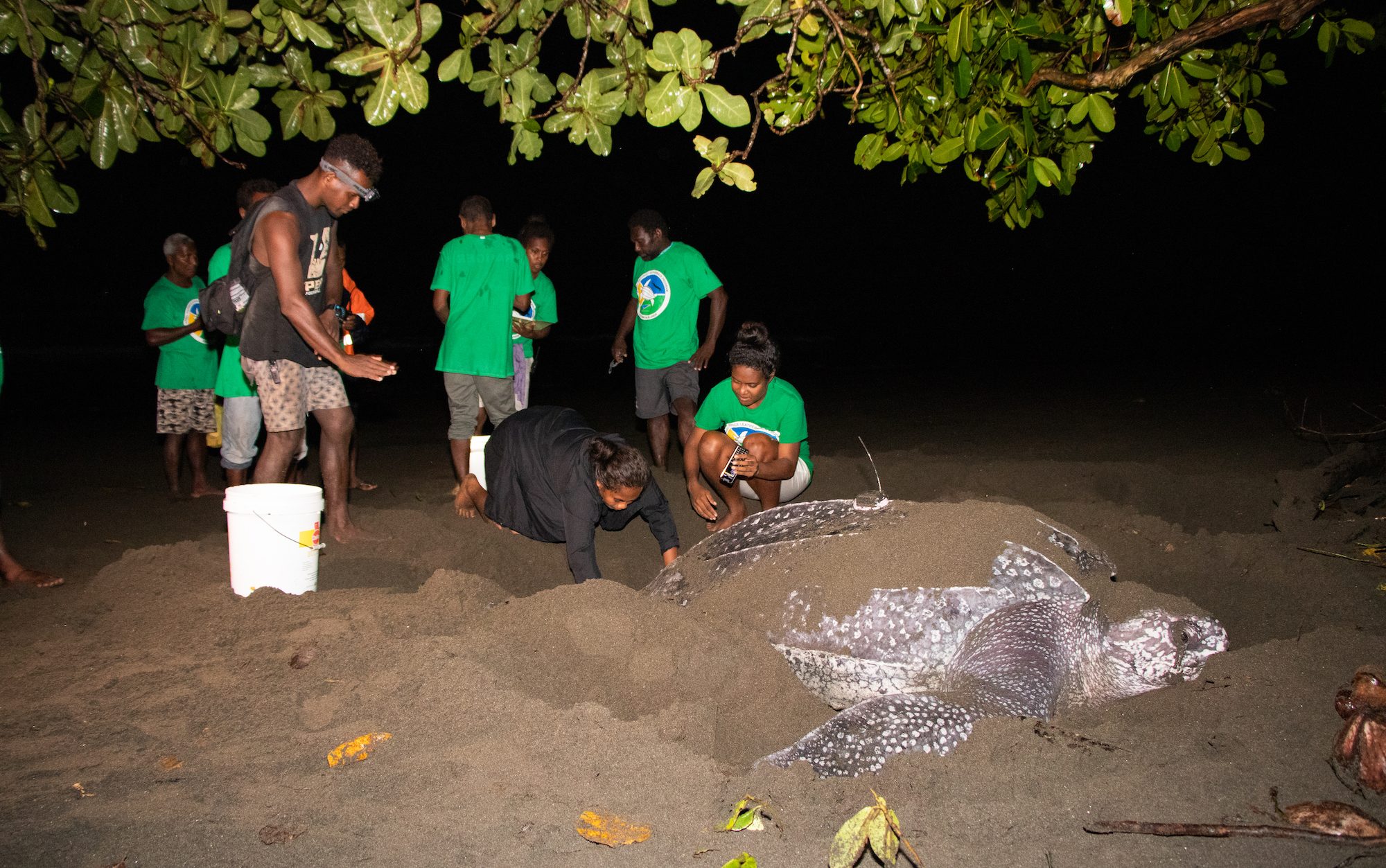 men and women standing behind a leatherback turtle on the beach