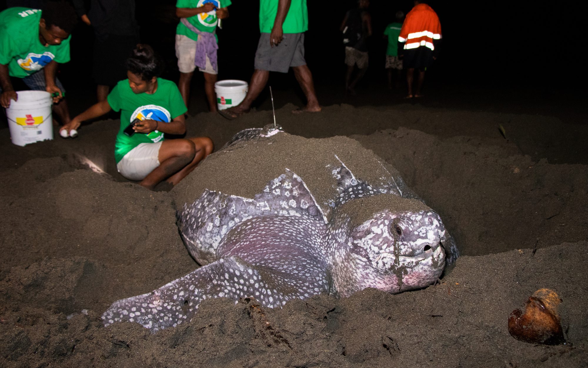 a turtle nesting on the beach