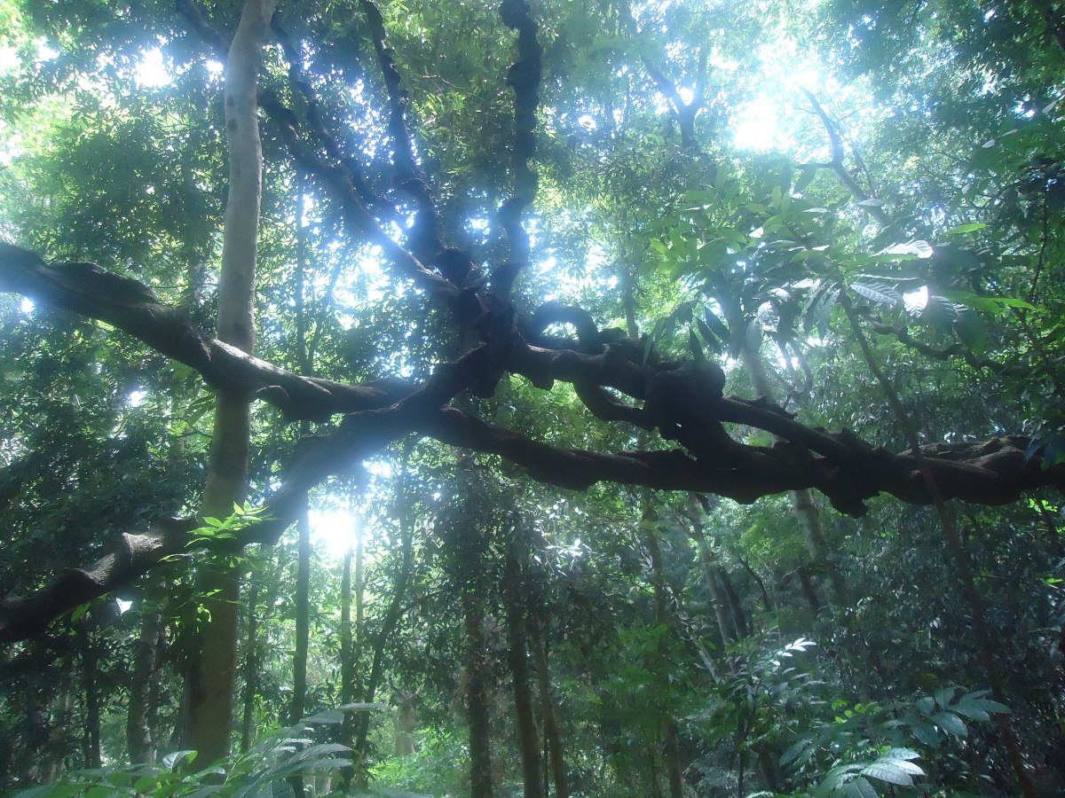 a tangle of vines in a forest
